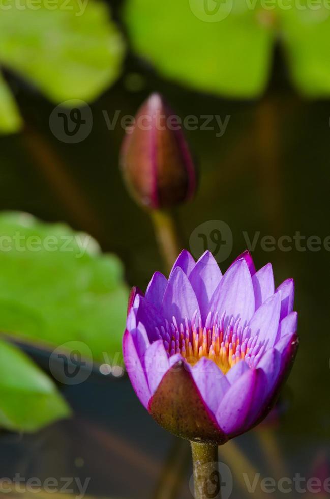 paarse lotus foto