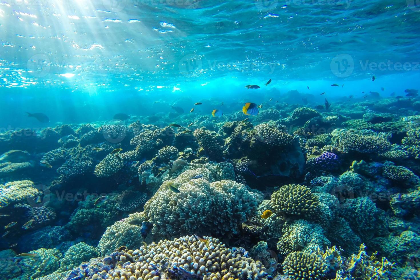 rode zee onderwater koraalrif foto