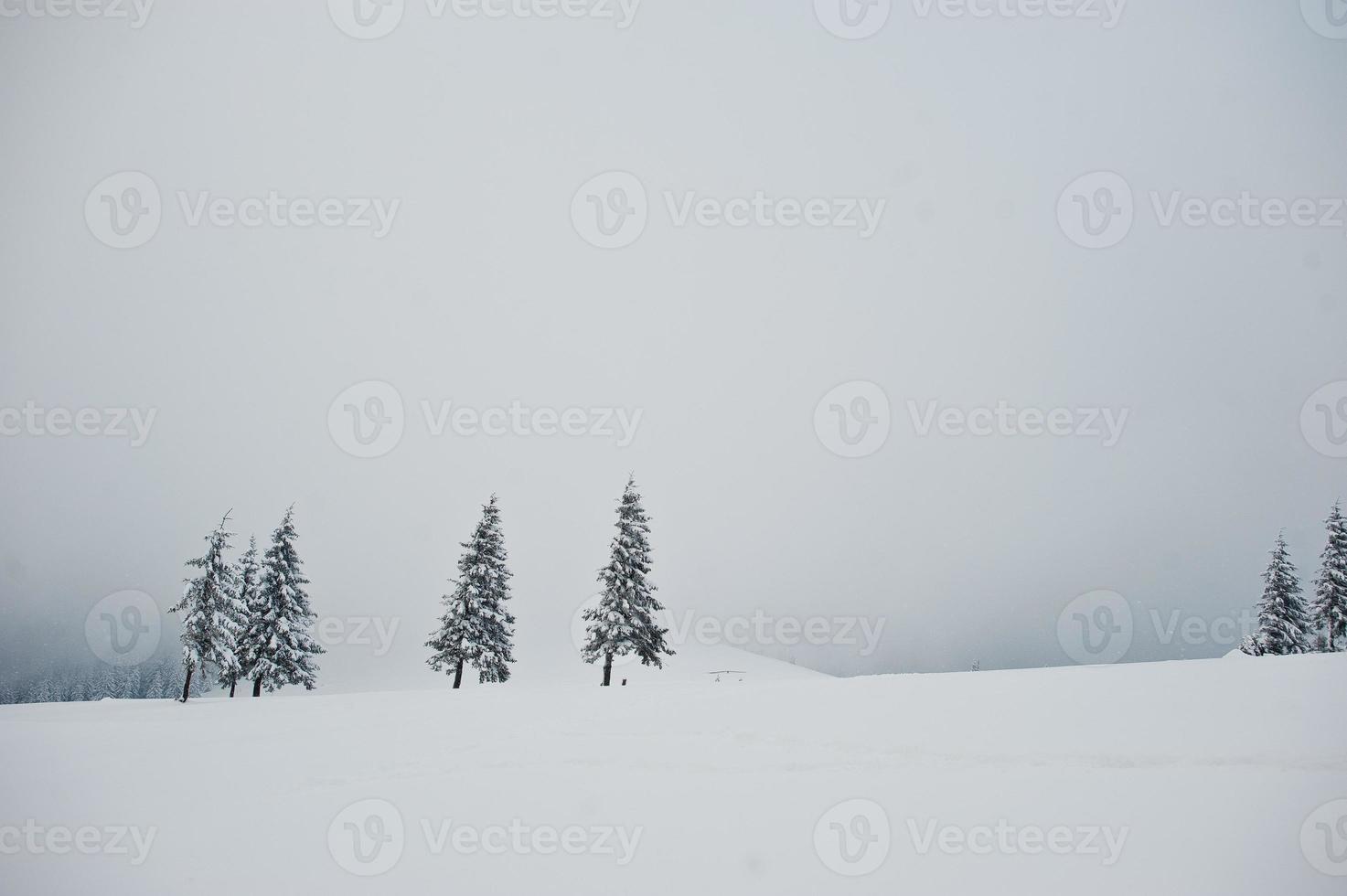 pijnbomen bedekt met sneeuw op de berg chomiak. prachtige winterlandschappen van de karpaten, oekraïne. vorst natuur. foto