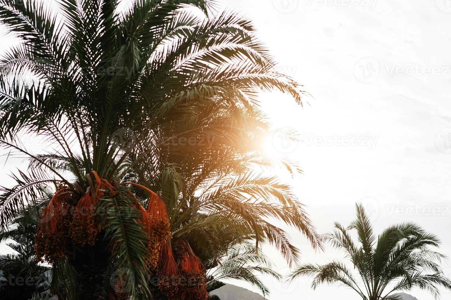 palmbomen met rijpe dadels in bodrum, turkije. foto