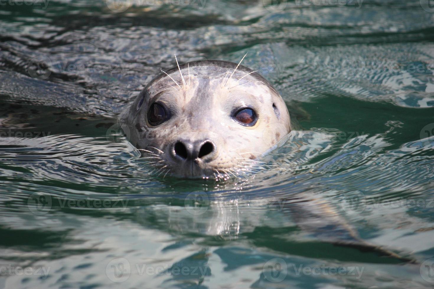 een gewone zeehond aan het zwemmen foto