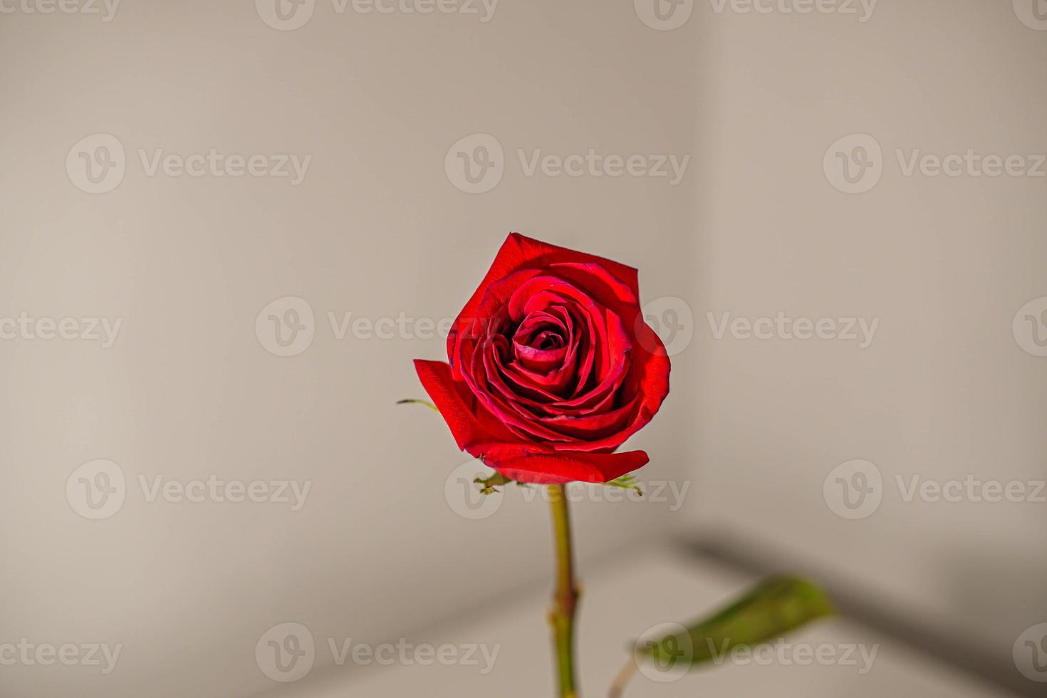 een rode roos romantische liefde foto