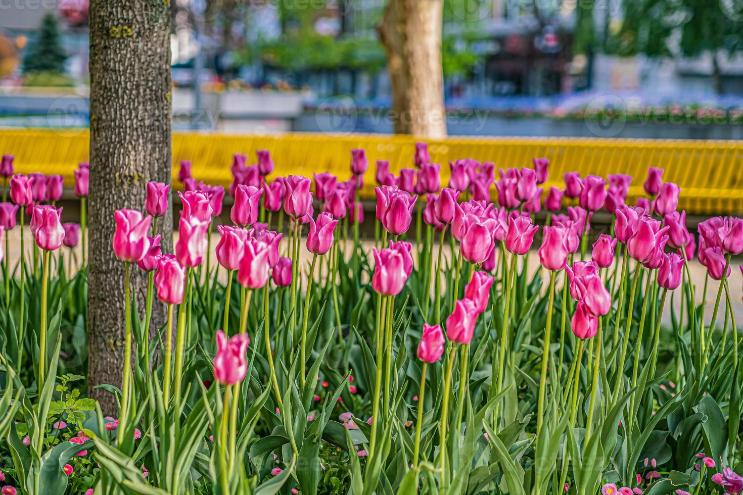 mooie bloemen sakura tulpen pioen rood roze blauw bokeh bloeiende boom foto