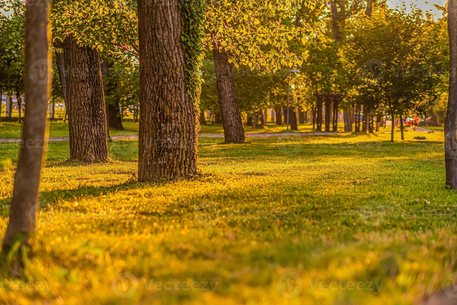 zonneschijn of zonsondergang in het park gouden uur foto