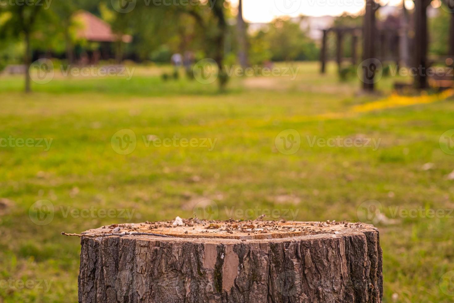 stomp in een park foto