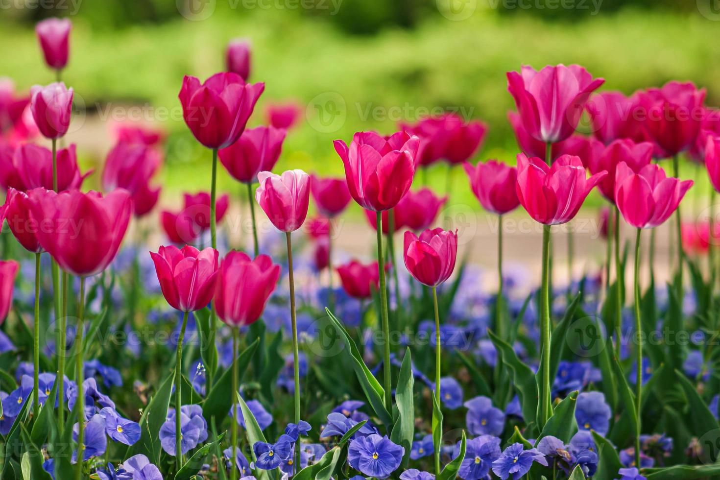 mooie bloemen sakura tulpen pioen rood roze blauw bokeh bloeiende boom foto