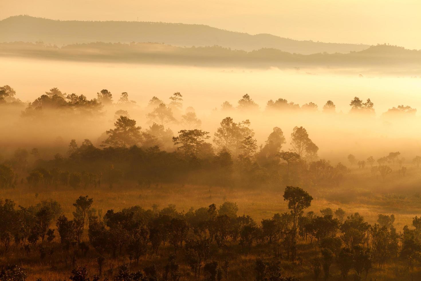 mist in bos bij thung salang luang nationaal park phetchabun, tung slang luang is grasland savanne in thailand. foto