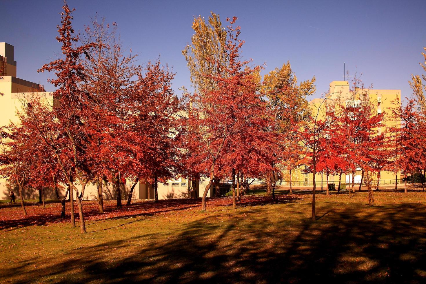 stad herfst bomen foto