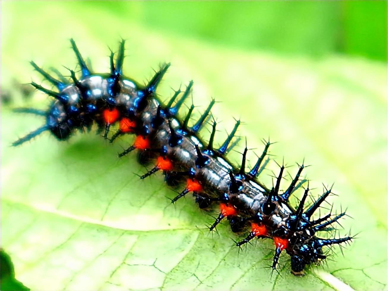 harige rups insect jeukende plant blad ongedierte foto