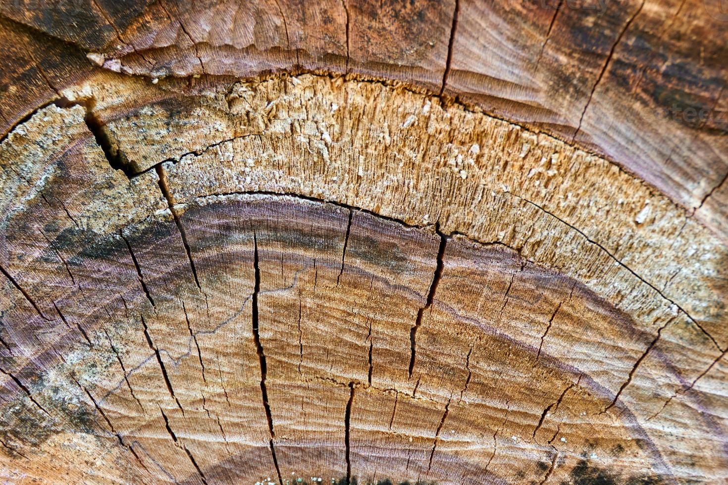 achtergrond van textuur van gezaagd hout close-up. foto