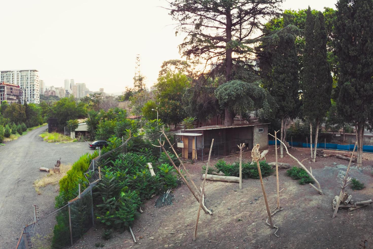 Tbilisi, Georgië, 2022 - apen achter het hek in het zoölogisch park van Tbilisi bij zonsondergang foto