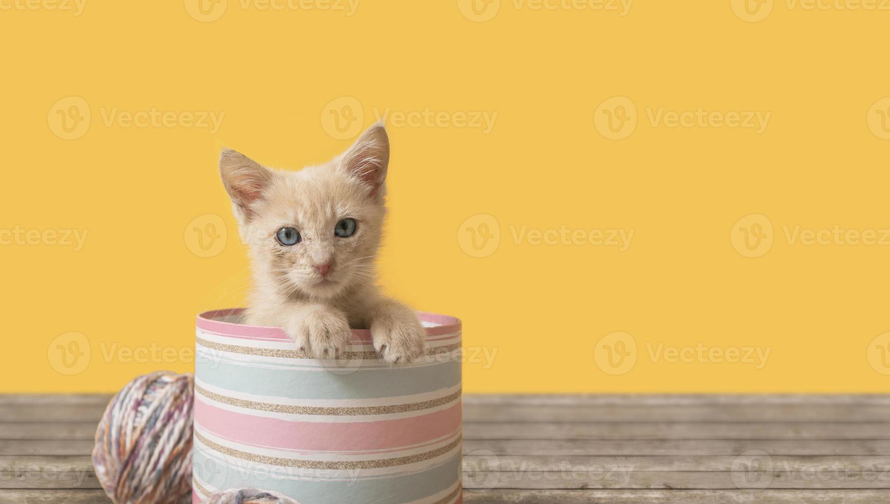 portret van een schattig babykatje in een roze doos met bolletjes wol foto