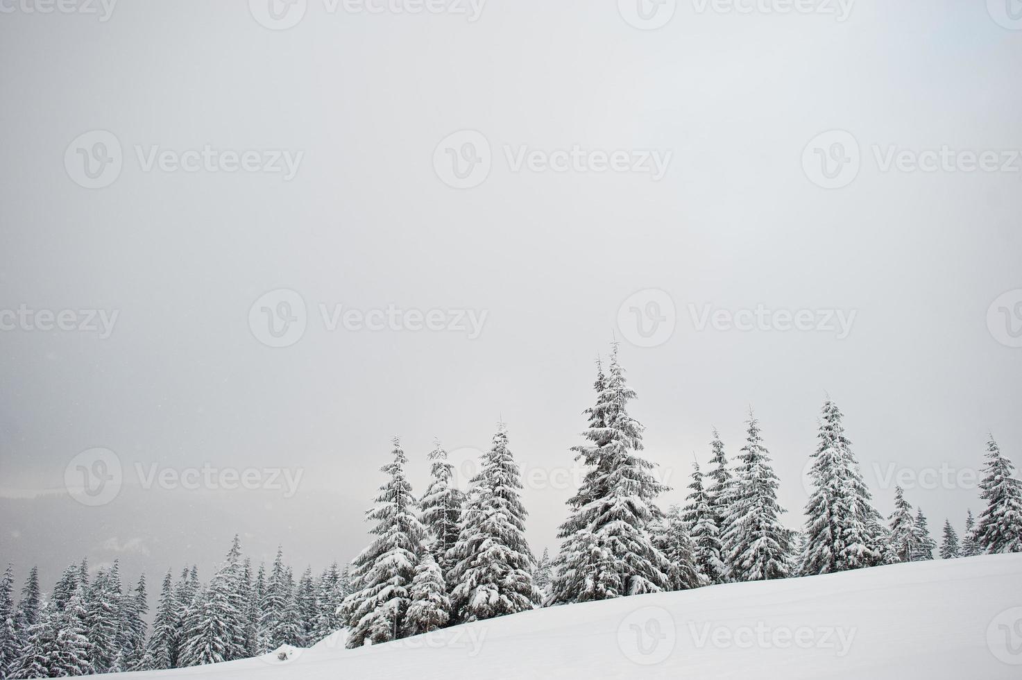 pijnbomen bedekt met sneeuw op de berg chomiak. prachtige winterlandschappen van de karpaten, oekraïne. vorst natuur. foto