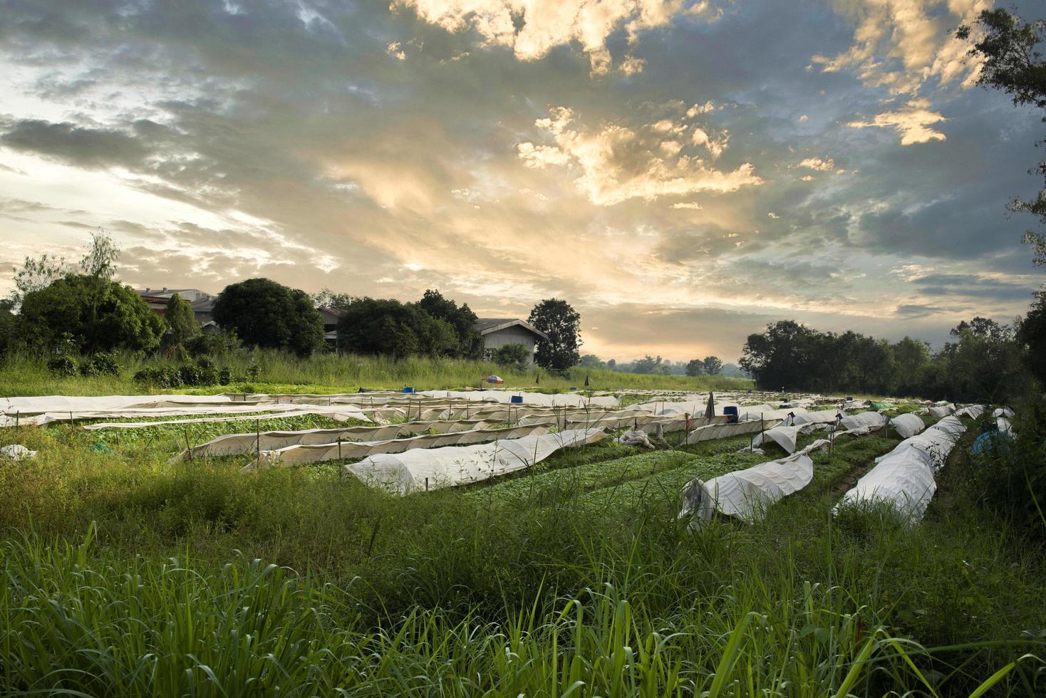 technieken voor het kweken van tabaksplanten in de landbouw, specifiek voor door droogte getroffen gebieden. moderne landbouw. nieuwe innovaties in de landbouw. de plant is bedekt met witte doek foto