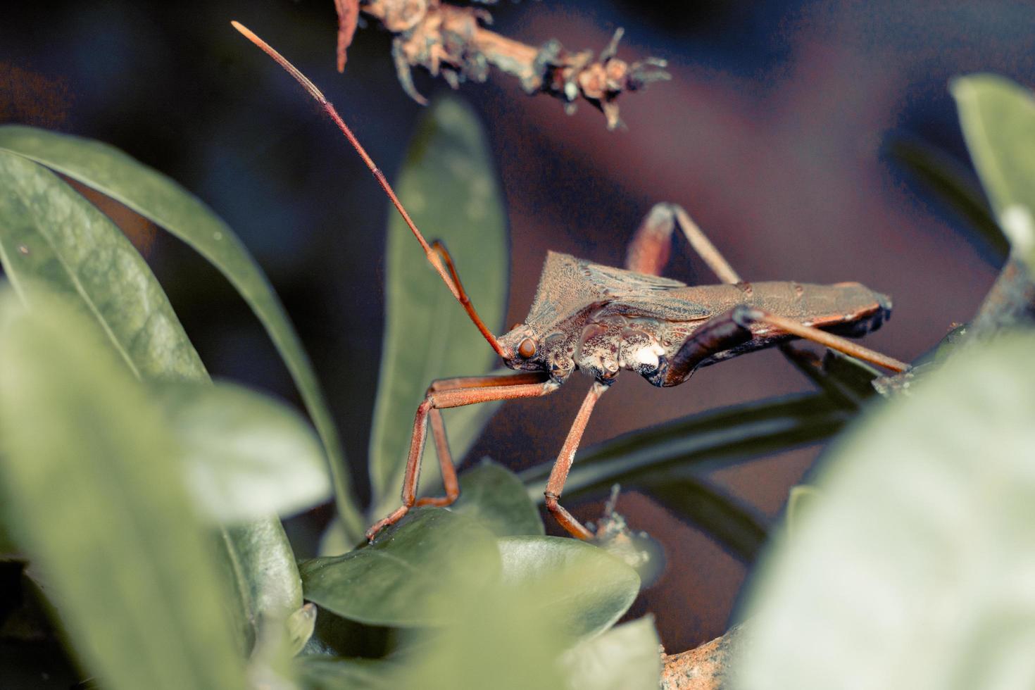 gigantische bladvoetige triatomine kissing bug macrofotografie premium foto