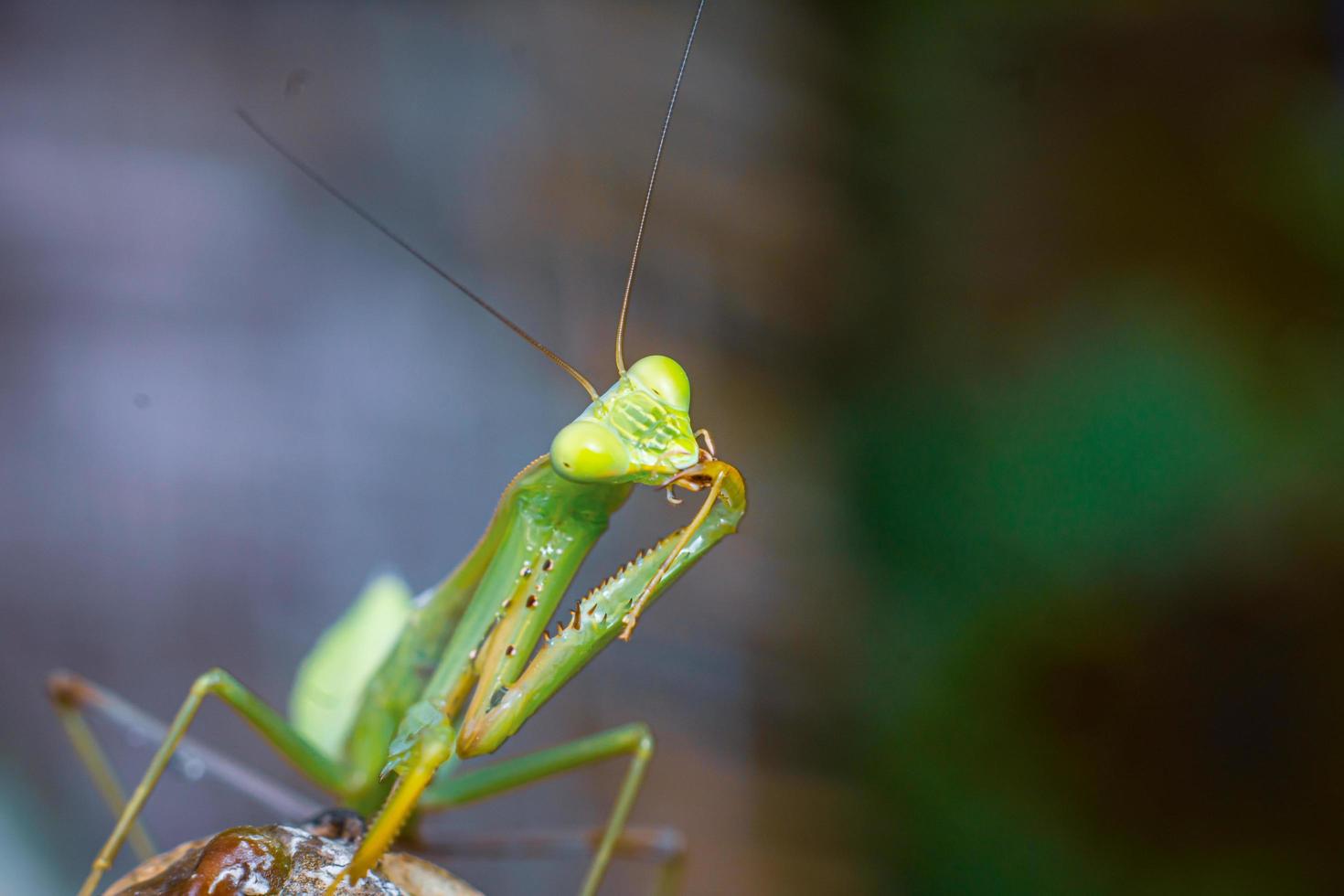 bidsprinkhaan insect macrofotografie premium foto