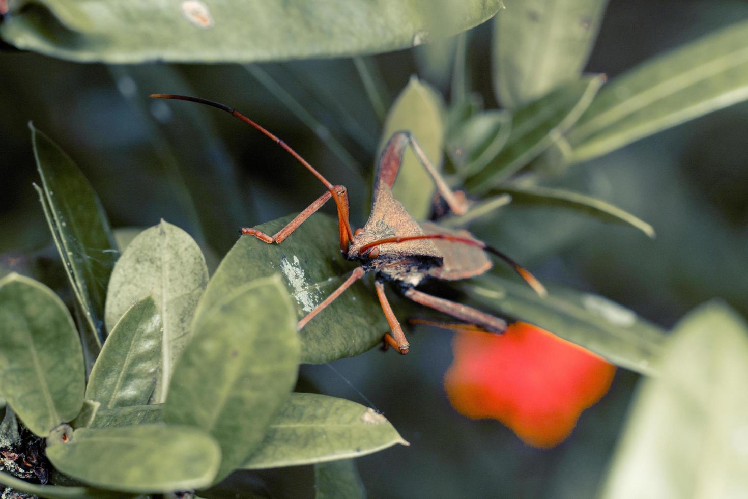 gigantische bladvoetige triatomine kissing bug macrofotografie premium foto