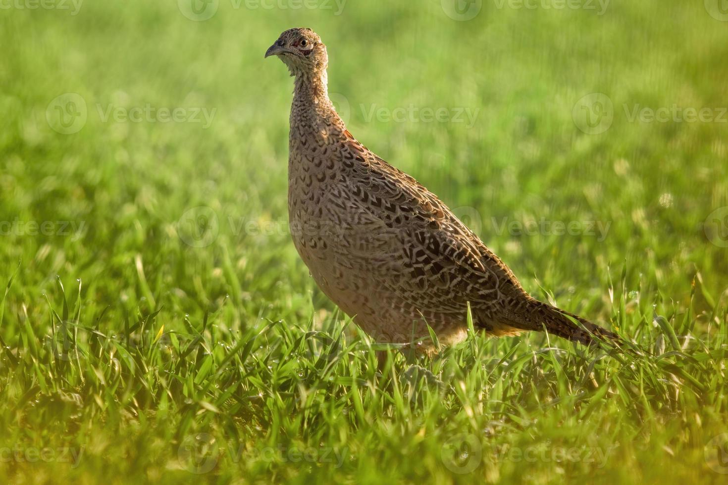 een jonge fazant kip in een weiland foto