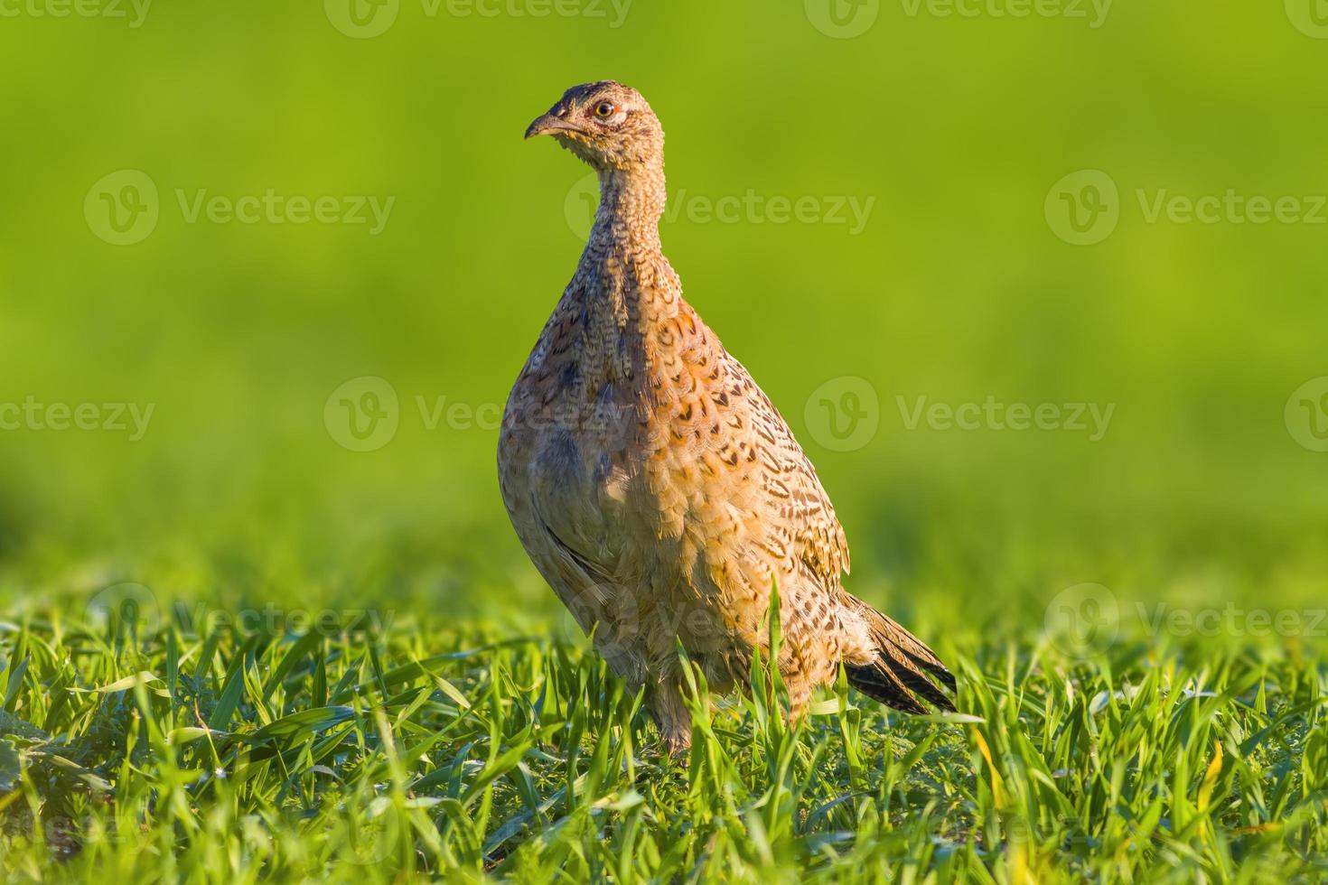 een jonge fazant kip in een weiland foto