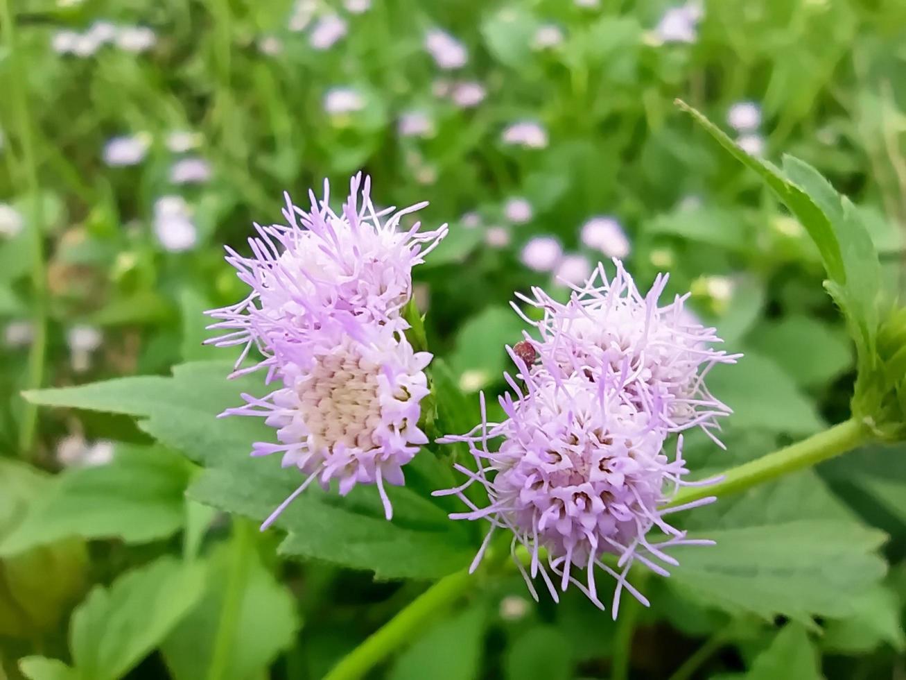 macro van prachtige paarse bloemen in het veld. foto