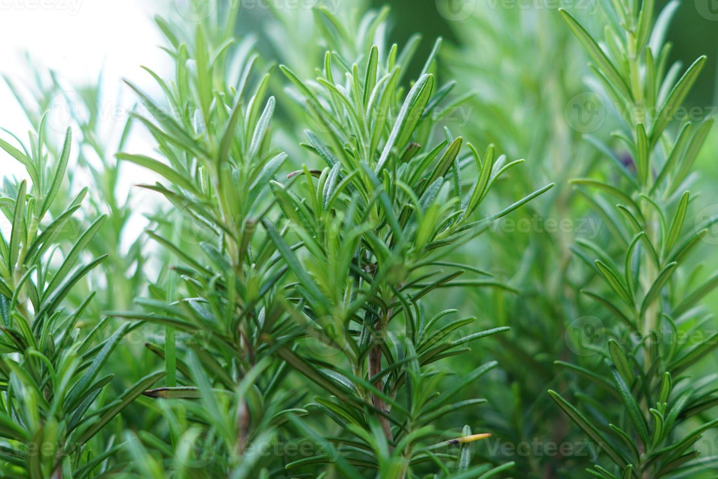 close-up van groeiende rozemarijn plant. kruidenkruid voor culinair en aroma foto
