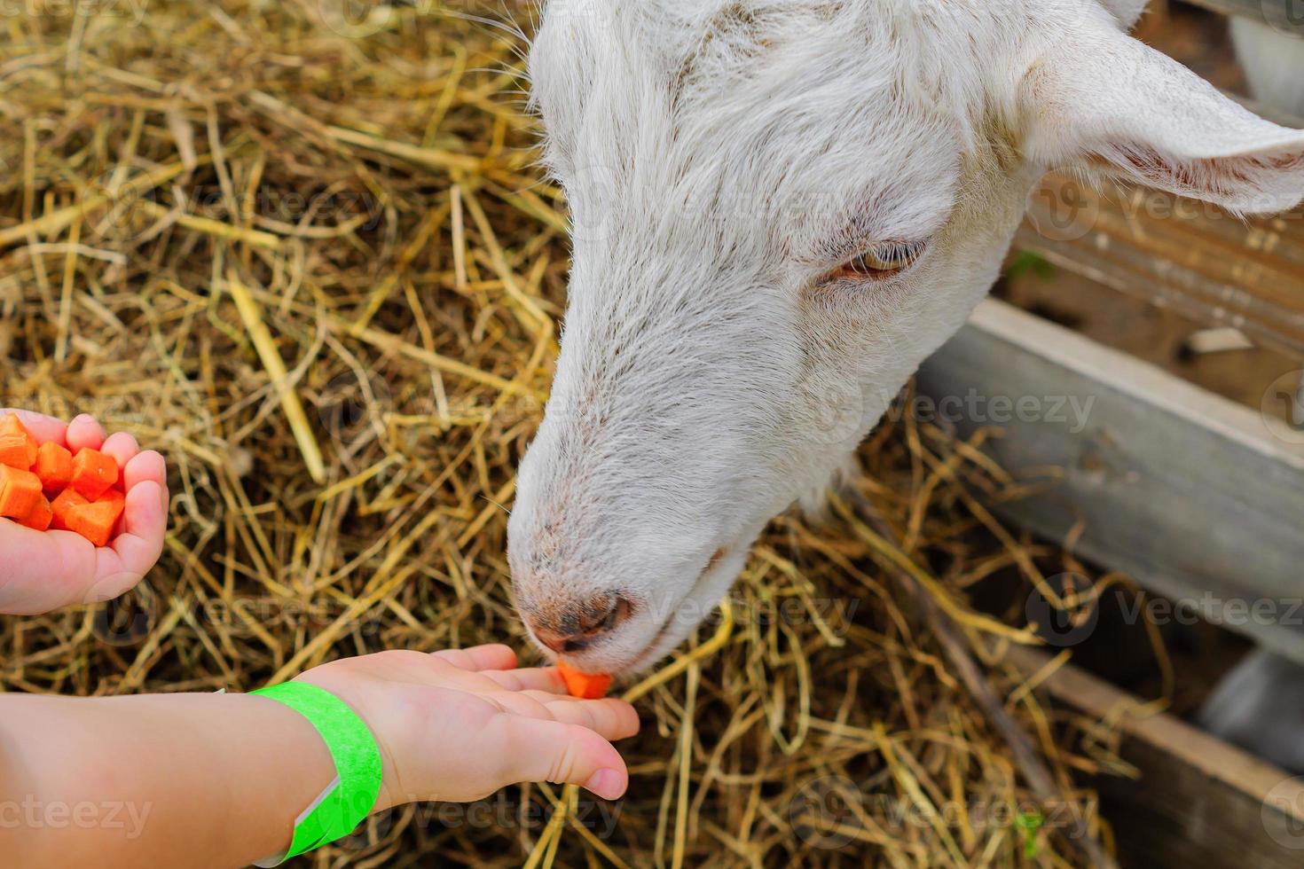 kind voedende jonge geit met gesneden wortel op de boerderij foto