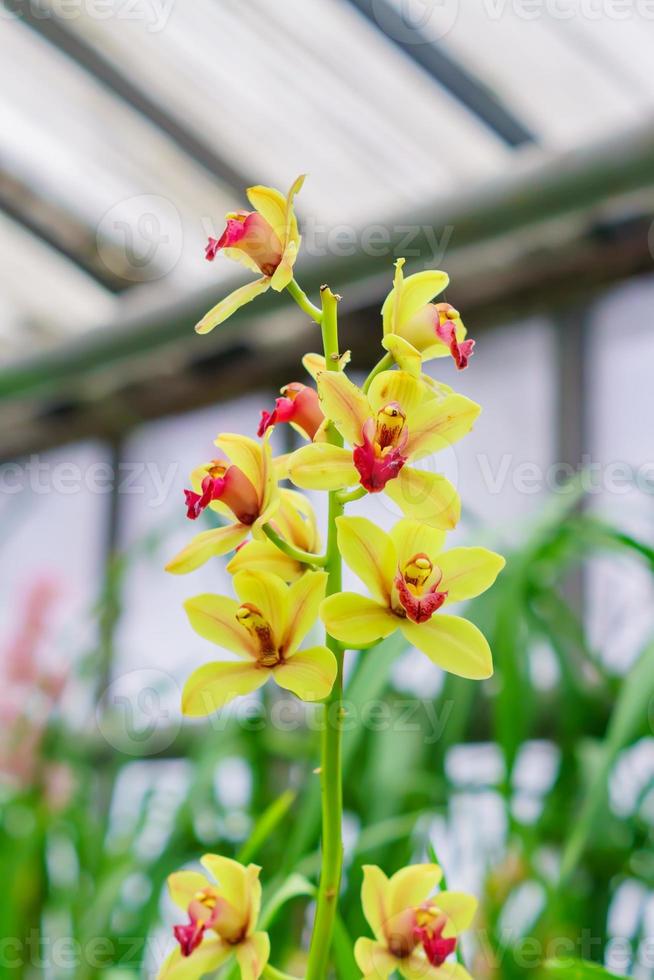 gele exotische orchideebloemen in botanische tuin foto