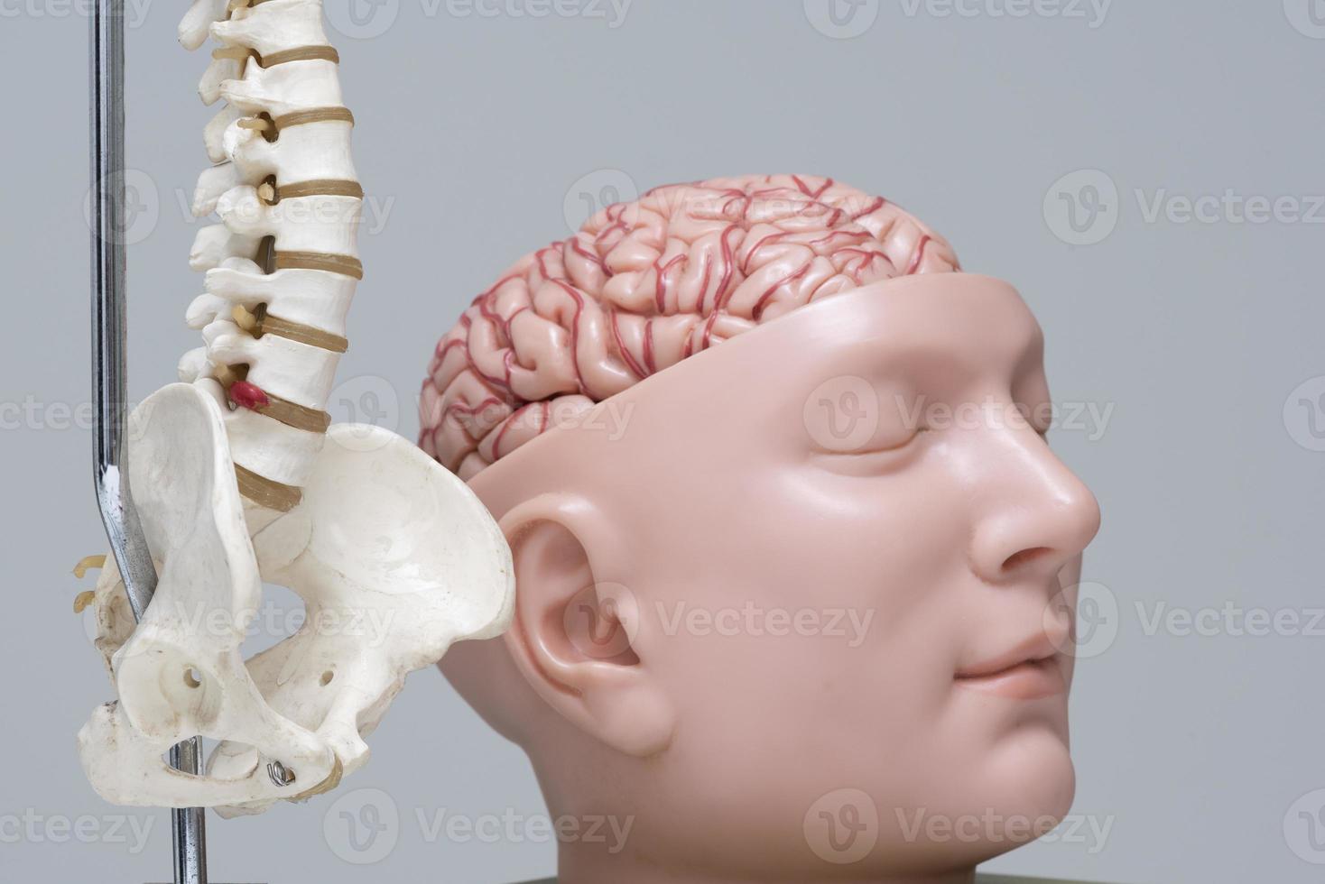 ruggengraat en hersenmodel in medisch kantoor foto