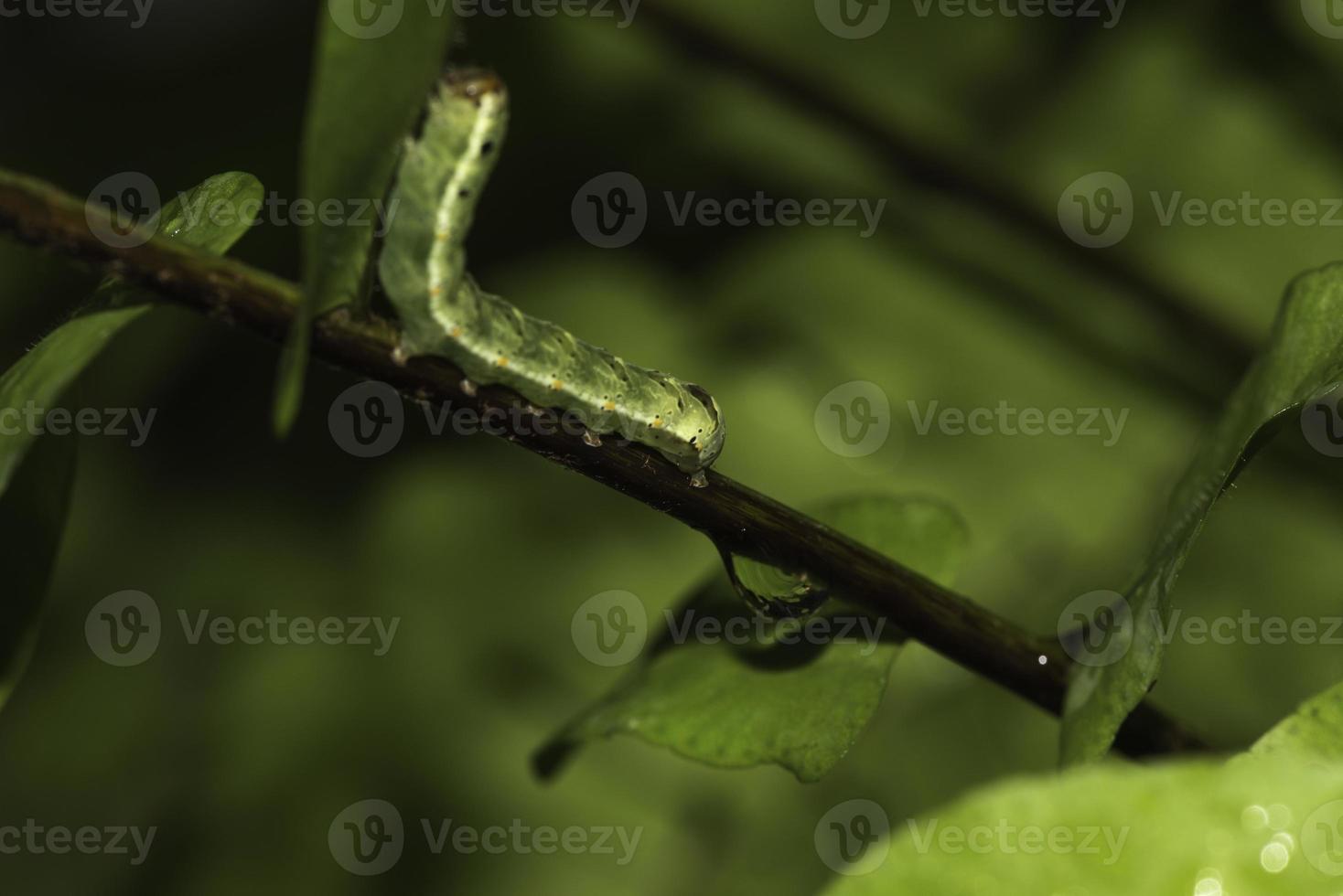 een groene rups en waterdruppel foto