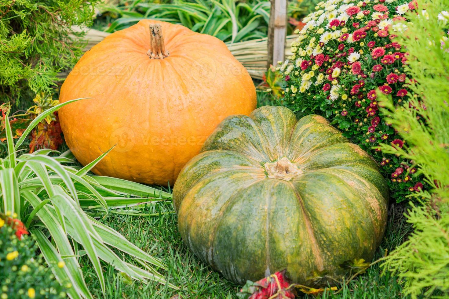 oranje en groene pompoenen in een kleurrijk bloembed, herfstoogst foto