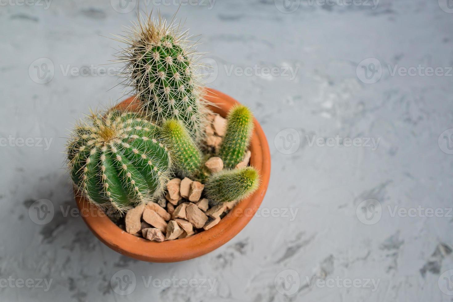 cactusplant in een aarden pot, bovenaanzicht, kopieer ruimte foto