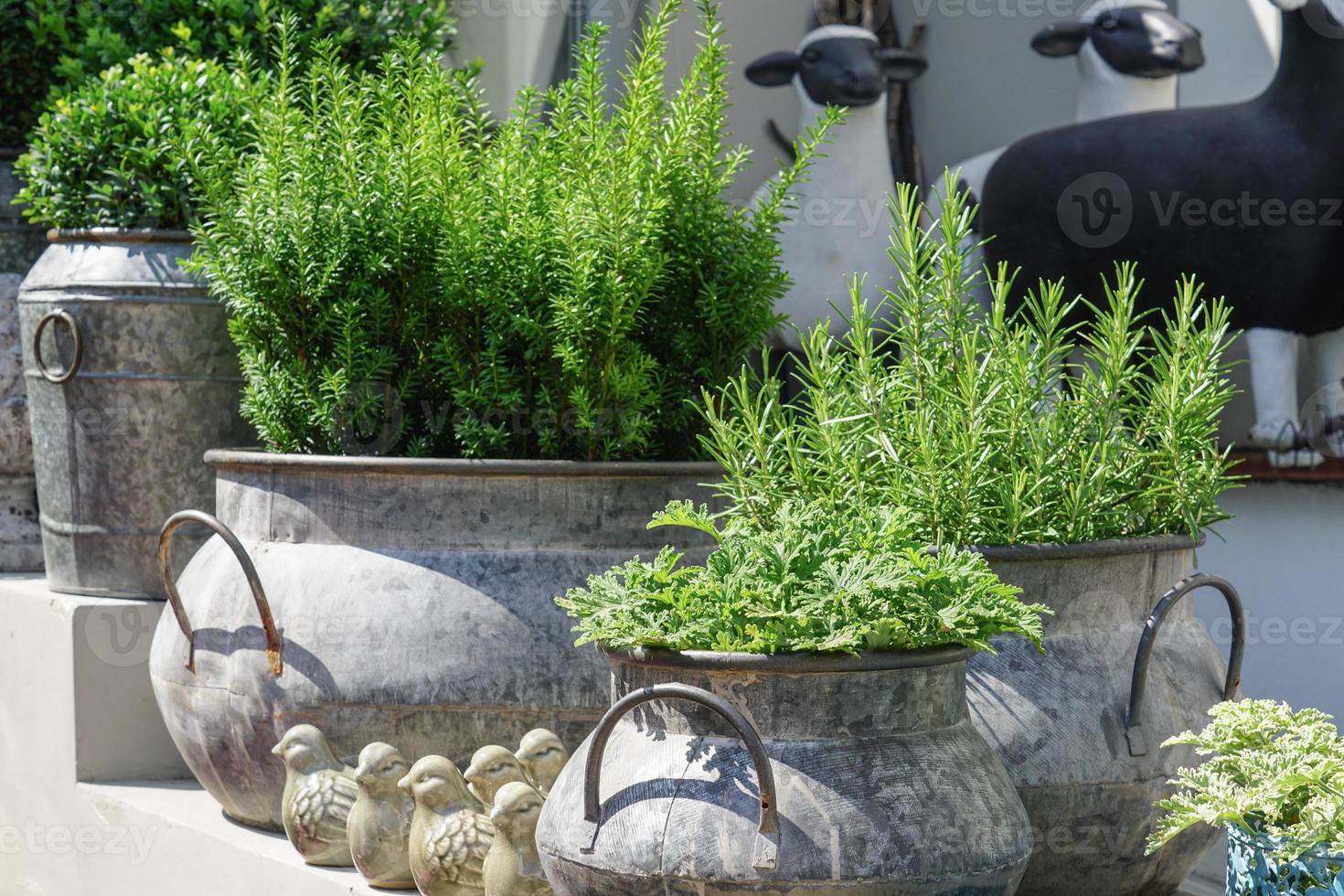 planten en kruiden in rustieke metalen bloempotten voor interieur en tuindecoratie foto