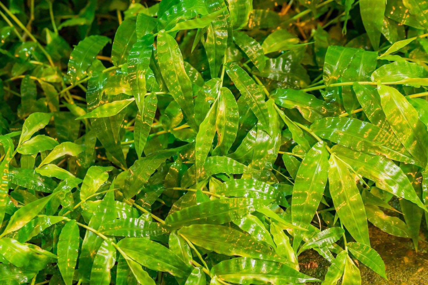 tropische bladeren na de regen. jungle natuur achtergrond. foto