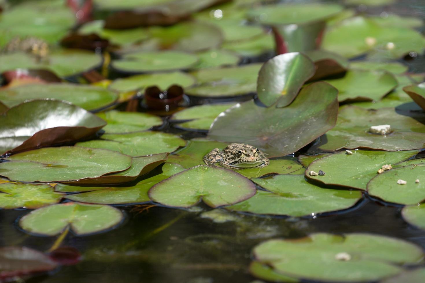 een grote afbeelding van een kikker liggend in het water in het midden van het slijm en waterlelies foto