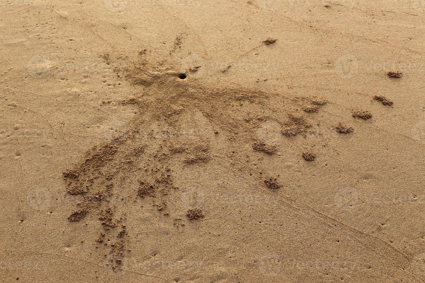 zandkrab aan de oevers van de middellandse zee. foto