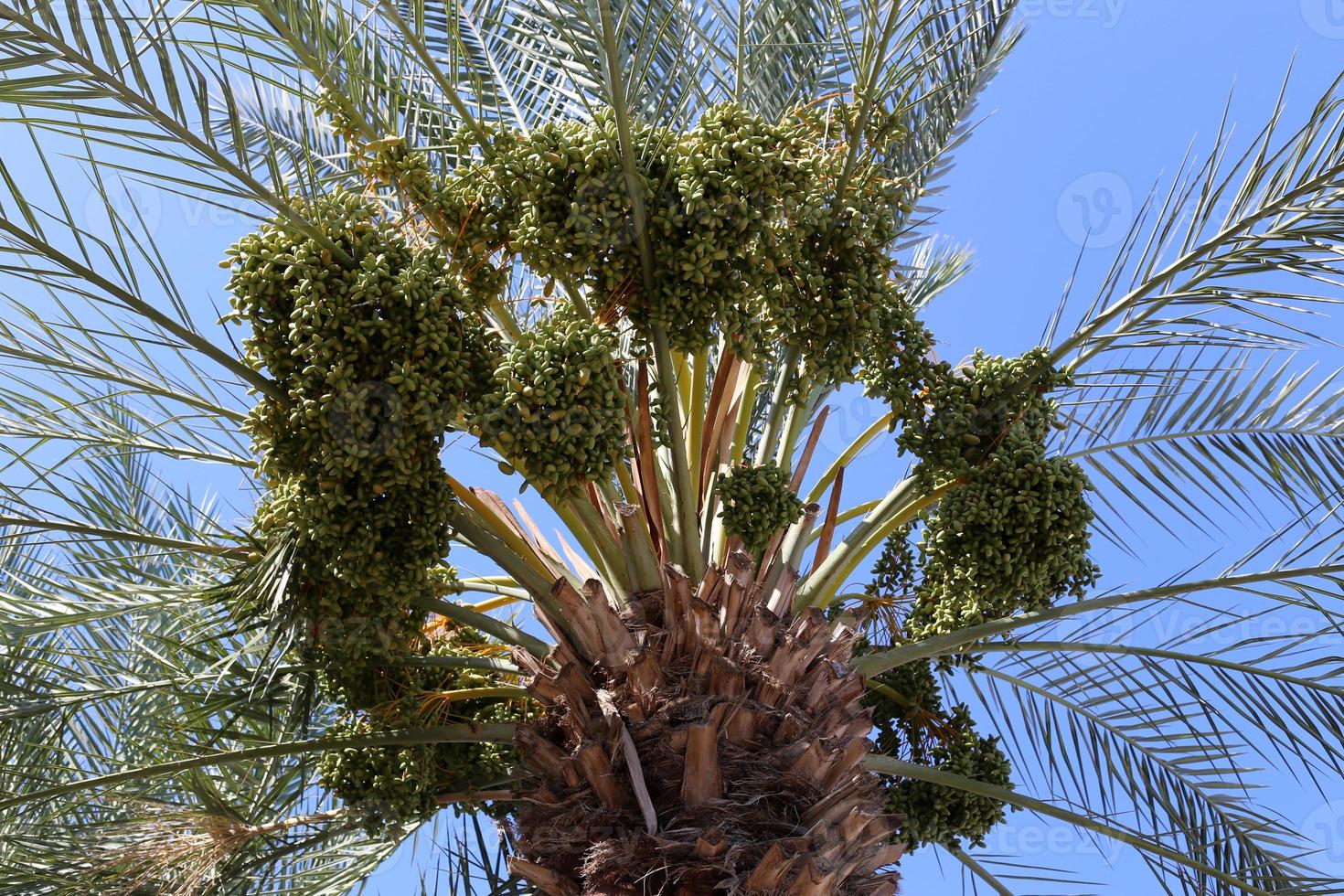 rijke oogst van dadels op palmbomen in het stadspark. foto