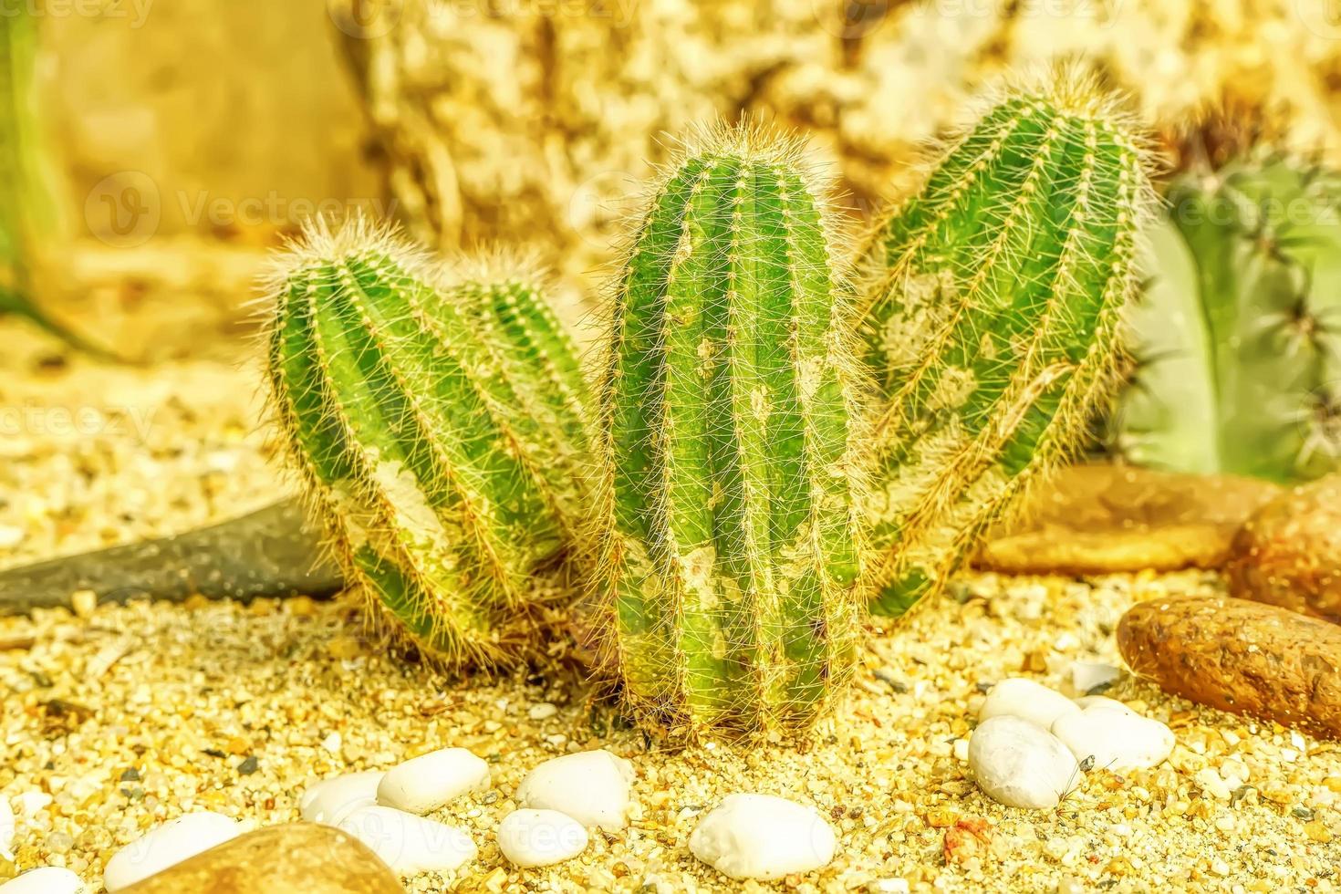 cactus Aan zanderig bodem foto