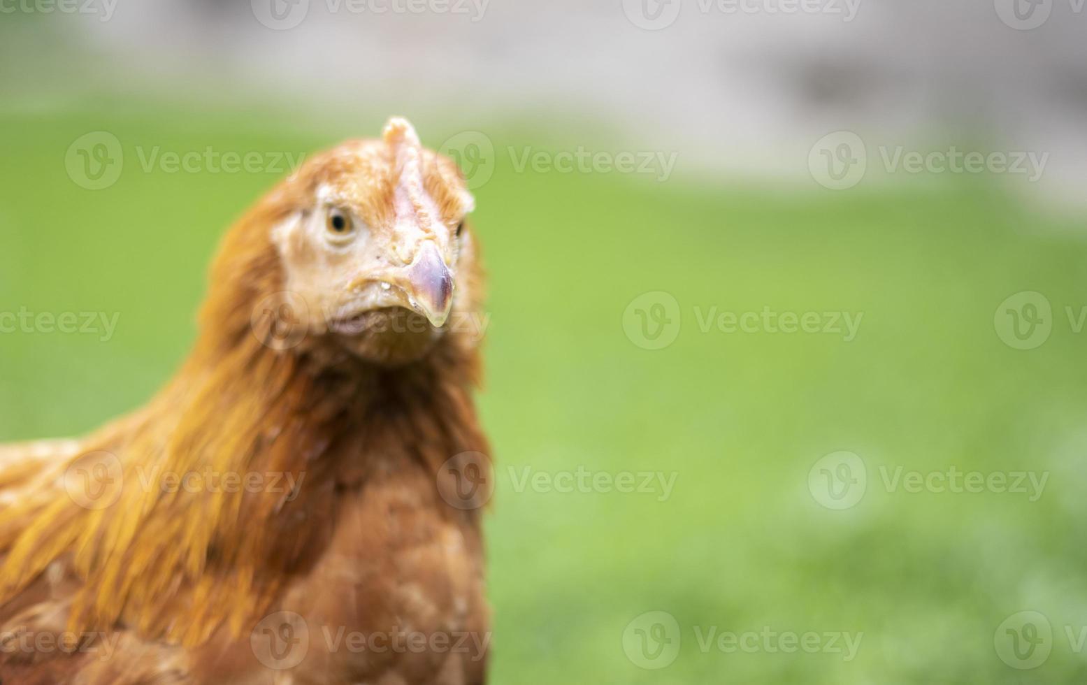 een kleine rode kip in de tuin is op zoek naar voedsel om te eten. agrarische industrie. kippen fokken. close-up van een rode kip in de natuur. gedomesticeerde vogels op een boerderij met vrije uitloop. wandelen in de tuin. foto