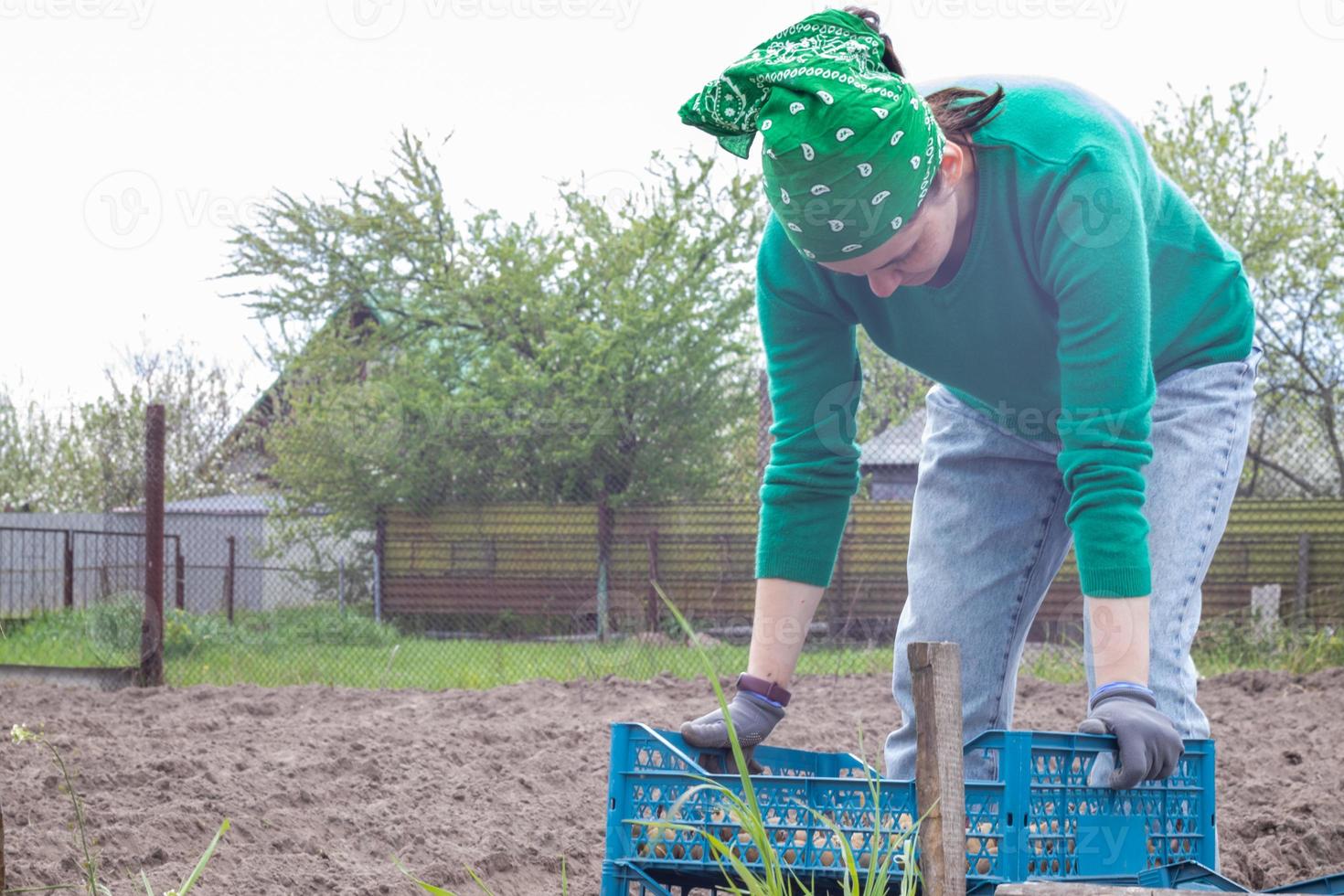 Kaukasische vrouwelijke boer of tuinman met aardappelen. vroege voorjaarsvoorbereiding voor het tuinseizoen. pootaardappelen. seizoenswerk. landbouw - voedselproductie, oogstconcept. foto