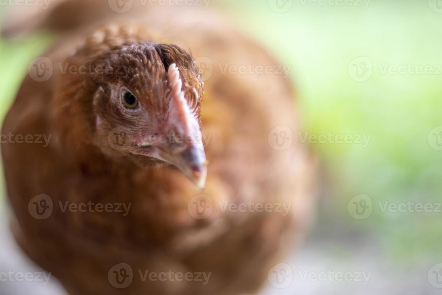 een kleine rode kip in de tuin is op zoek naar voedsel om te eten. agrarische industrie. kippen fokken. close-up van een rode kip in de natuur. gedomesticeerde vogels op een boerderij met vrije uitloop. wandelen in de tuin. foto