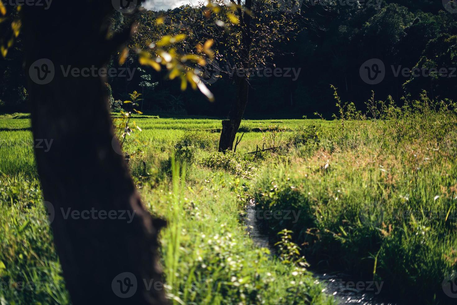 groen rijst- fild met avond licht foto