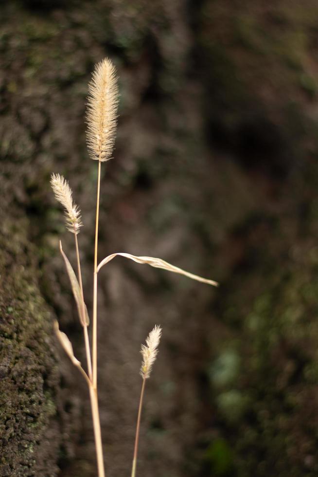 single weide gras tegen boom romp foto