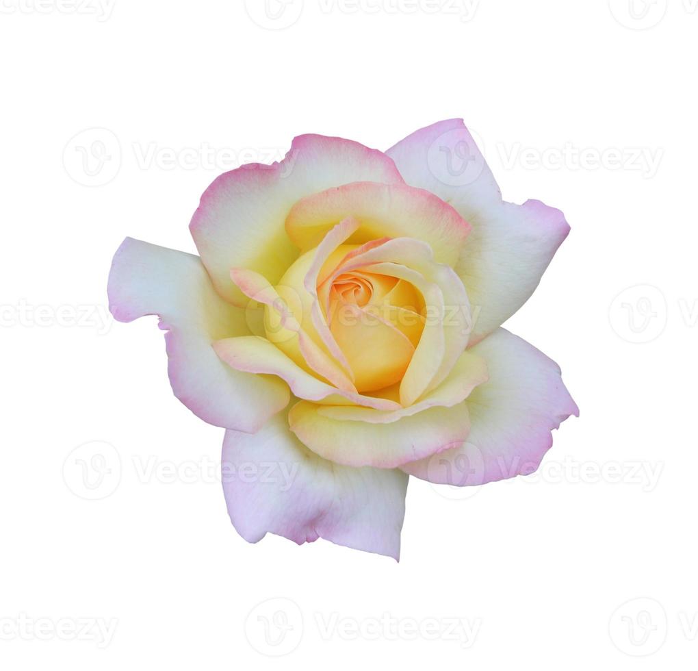 roos gloria dag. mooi bloeiend roos geïsoleerd Aan wit achtergrond detailopname foto