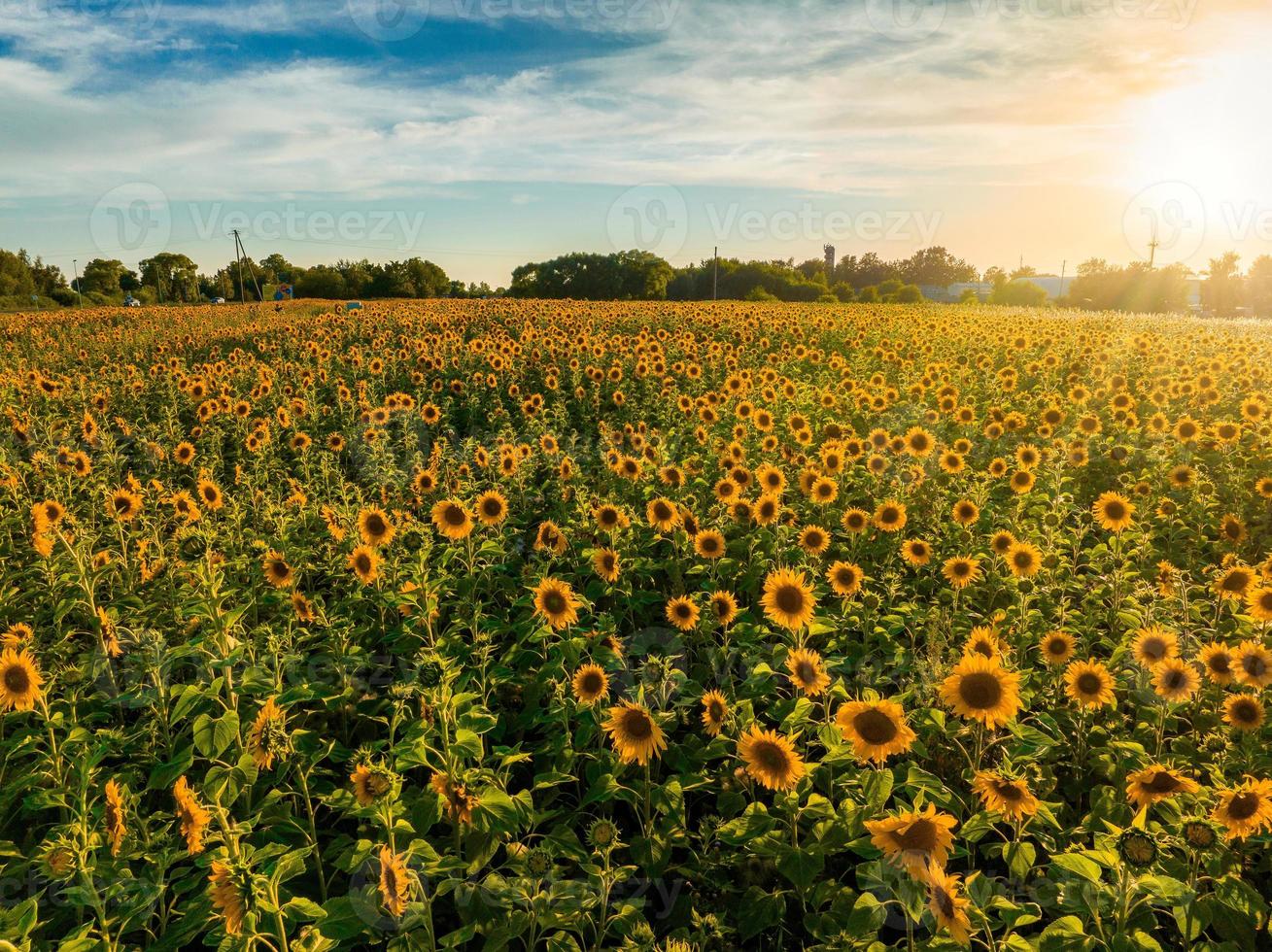 mooi veld- van bloeiend zonnebloemen tegen wazig zonsondergang gouden licht foto