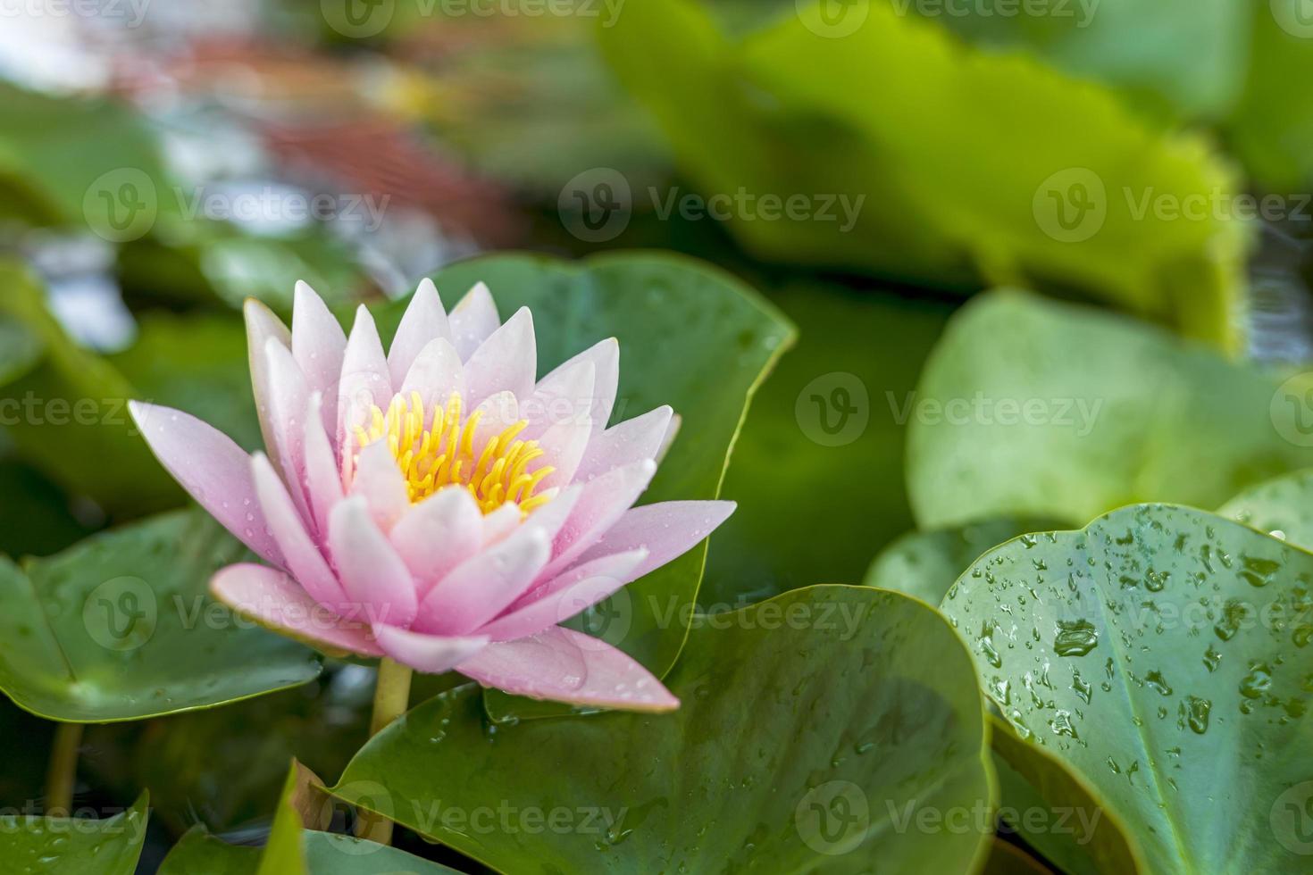 roze lotus met geel meeldraden bloeien prachtig tegen haar bladeren, welke zijn gevulde met dauw druppels. foto