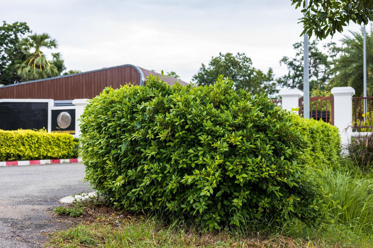 een laag hoek visie, een muur, een hek van hoog struiken sieren de langs de weg tuin. foto