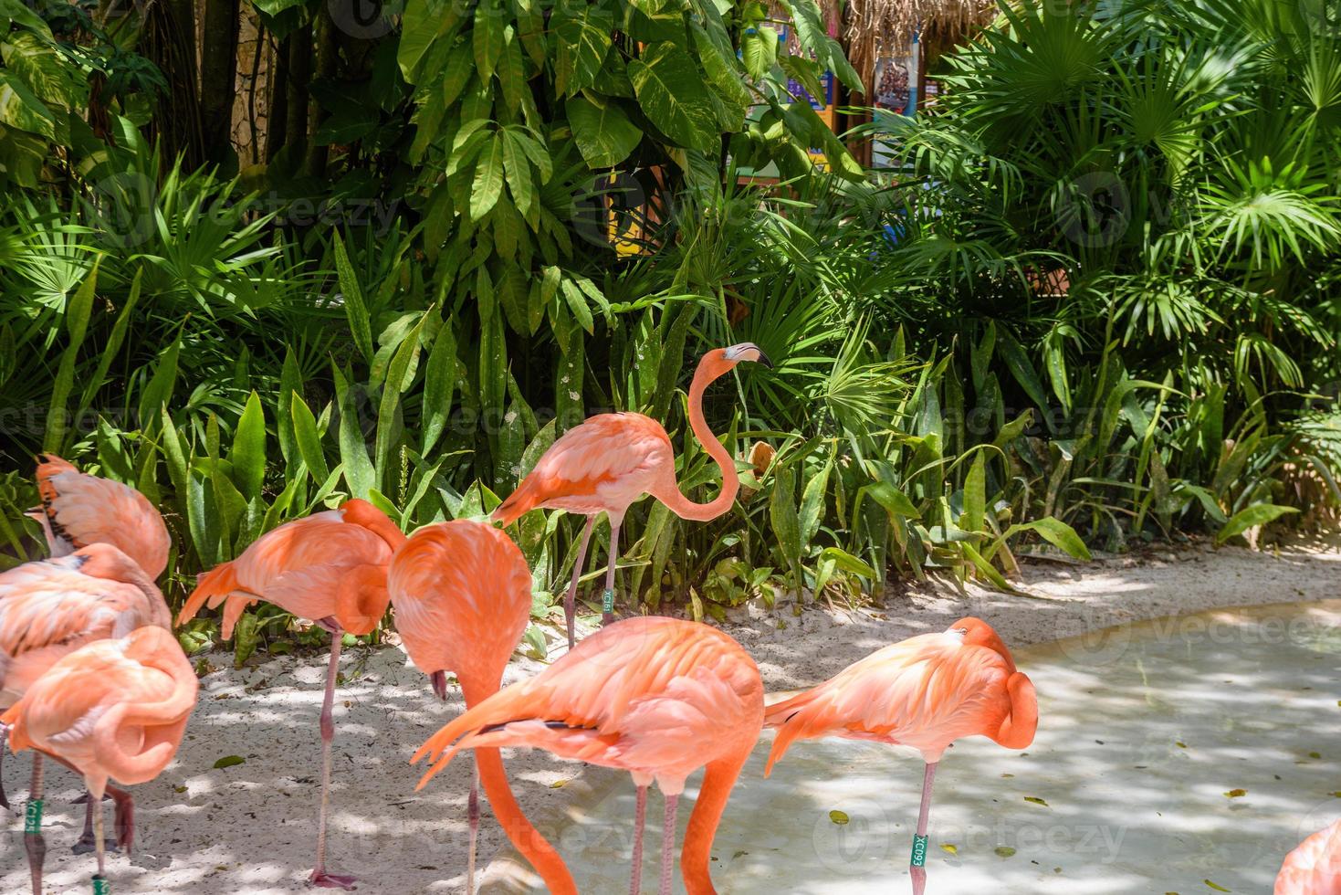 roze flamingo's in de schaduw van bomen in het park, playa del carmen, riviera maya, yu atan, mexico foto