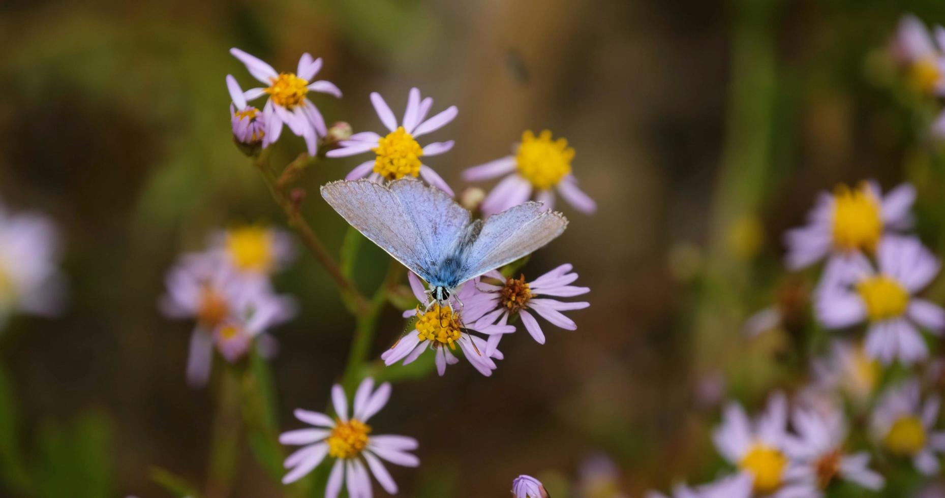 close-up van vlinder op de kleurrijke bloemen foto