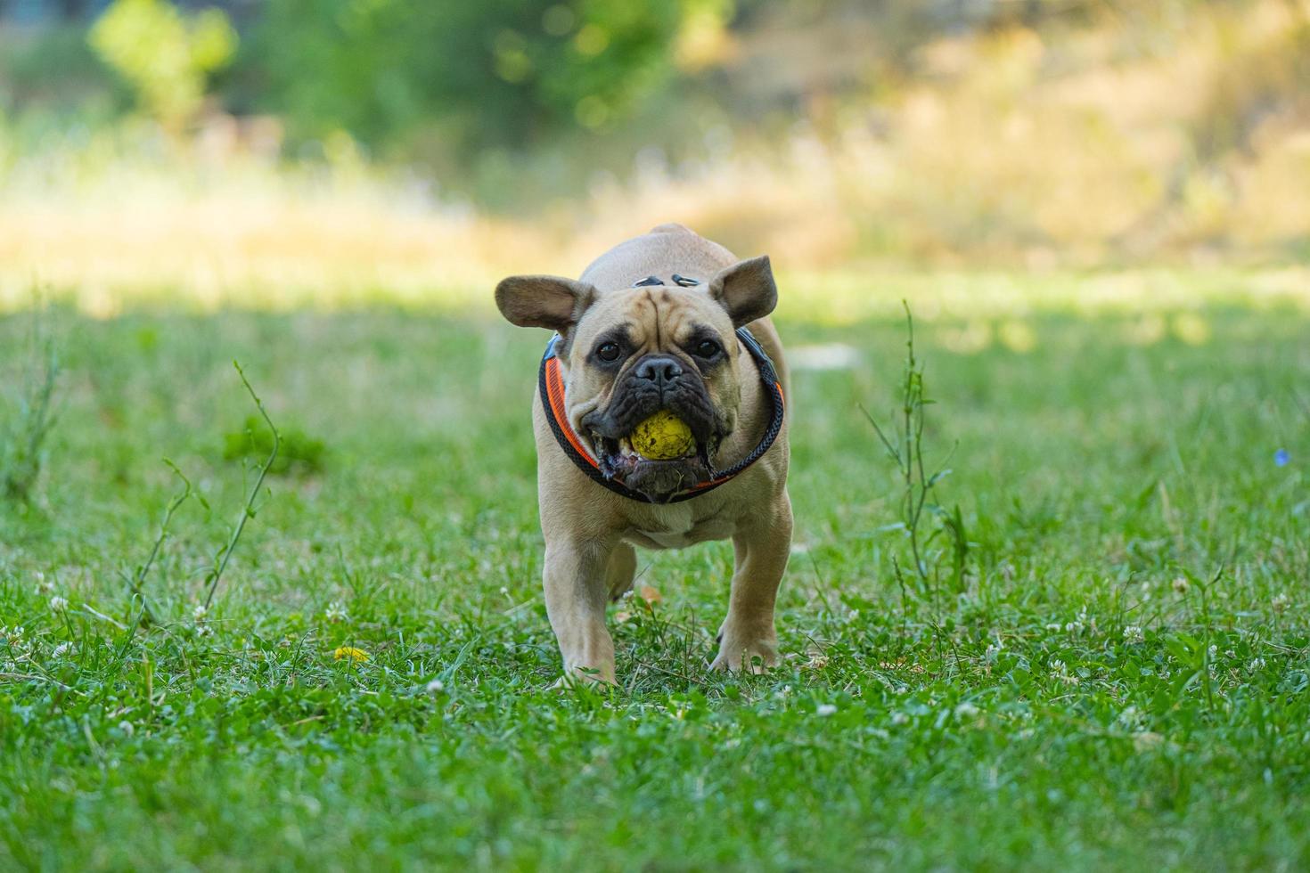 Frans bulldog Speel Speel met bal foto