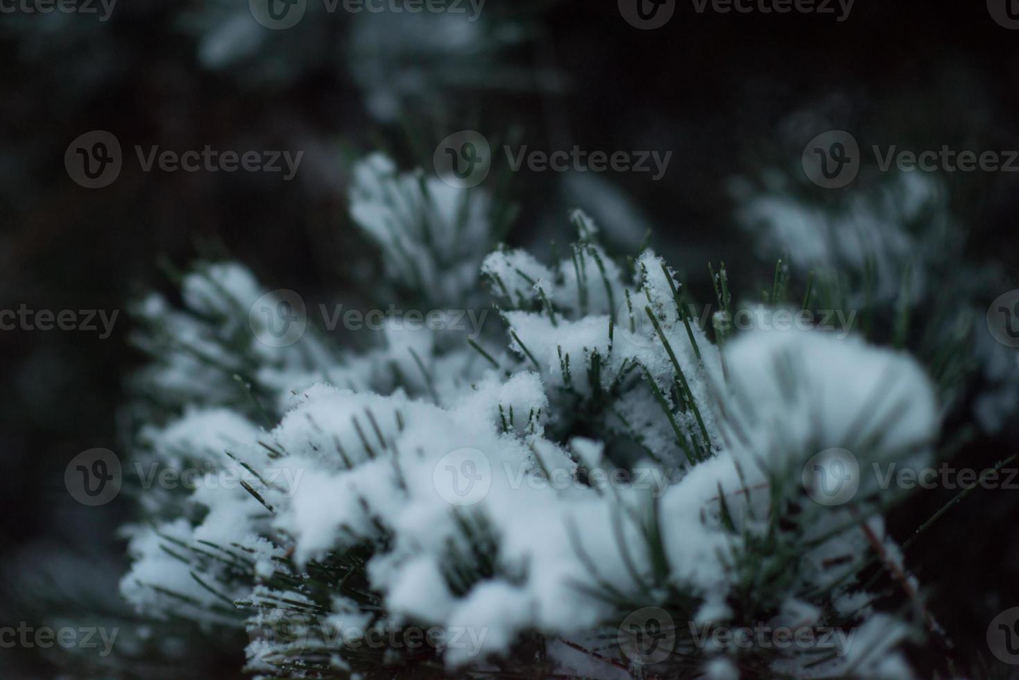 kerst groenblijvende dennenboom bedekt met verse sneeuw foto